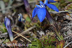 Schleichers Enzian (Gentiana schleicheri) (C253185) Schleichers Enzian (Gentiana schleicheri) (C253185)