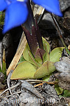 Schleichers Enzian (Gentiana schleicheri) (C253190) Schleichers Enzian (Gentiana schleicheri) (C253190)