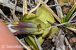 Schleichers Enzian (Gentiana schleicheri) (C253191) Schleichers Enzian (Gentiana schleicheri) (C253191)