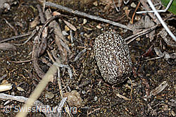 Reh (Capreolus capreolus, Losung) (26.05.2023, C253199)