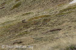 Murmeltiere (Marmota marmota, in der näheren Umgebung) (C253201)