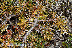 Alpen-Wacholder (Juniperus communis ssp. saxatilis) (C253202)