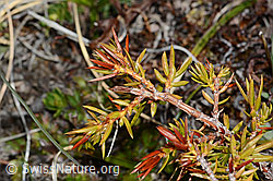 Alpen-Wacholder (Juniperus communis ssp. saxatilis) (C253206)