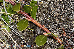 Immergrüne Bärentraube (Arctostaphylos uva-ursi) (C253214) Immergrüne Bärentraube (Arctostaphylos uva-ursi) (C253214)