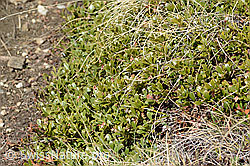 Immergrüne Bärentraube (Arctostaphylos uva-ursi) (C253224) Immergrüne Bärentraube (Arctostaphylos uva-ursi) (C253224)