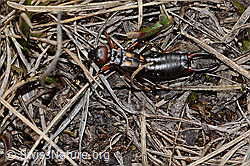 Zweipunkt-Ohrwurm (Anechura bipunctata) (C253239) Zweipunkt-Ohrwurm (Anechura bipunctata) (C253239)