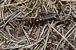 Zweipunkt-Ohrwurm (Anechura bipunctata) (C253240) Zweipunkt-Ohrwurm (Anechura bipunctata) (C253240)