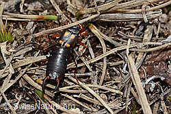 Zweipunkt-Ohrwurm (Anechura bipunctata) (C253245) Zweipunkt-Ohrwurm (Anechura bipunctata) (C253245)