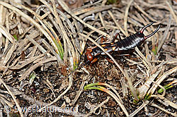 Zweipunkt-Ohrwurm (Anechura bipunctata) (C253246) Zweipunkt-Ohrwurm (Anechura bipunctata) (C253246)