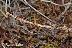 Europäische Lärche (Larix decidua) (C253280) Europäische Lärche (Larix decidua) (C253280)