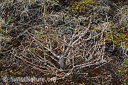 Europäische Lärche (Larix decidua) (C253285) Europäische Lärche (Larix decidua) (C253285)