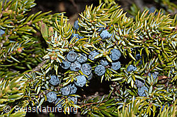 Alpen-Wacholder (Juniperus communis ssp. saxatilis) (26.05.2023, C253332)