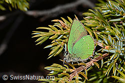 Brombeer-Zipfelfalter (Callophrys rubi) auf Alpen-Wacholder (Juniperus communis ssp. saxatilis) (C253337) Brombeer-Zipfelfalter (Callophrys rubi) auf Alpen-Wacholder (Juniperus communis ssp. saxatilis) (C253337)