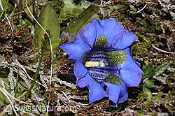 Kochscher Enzian (Gentiana acualis) (26.05.2023, C253383)