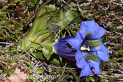 Kochscher Enzian (Gentiana acualis) (26.05.2023, C253386)