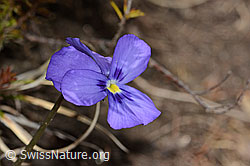 Langsporniges Stiefmütterchen (Viola calcarata) (26.05.2023, C253394)