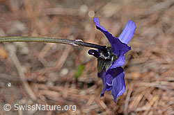 Langsporniges Stiefmütterchen (Viola calcarata) (C253400) Langsporniges Stiefmütterchen (Viola calcarata) (C253400)