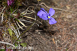 Langsporniges Stiefmütterchen (Viola calcarata) (26.05.2023, C253403)