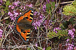 Erika (Erica carnea)