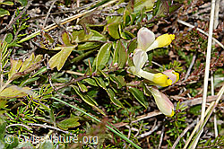 Buchsblättrige Kreuzblume (Polygala Chamaebuxus) (26.05.2023, C253423)