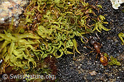 Temnothorax albipennis (Knotenameise) (C253443) Temnothorax albipennis (Knotenameise) (C253443)
