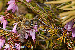 Erika (Erica carnea)