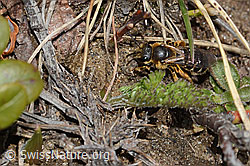 Rotbeinige Furchenbiene (Halictus rubicundus) (C253500) Rotbeinige Furchenbiene (Halictus rubicundus) (C253500)