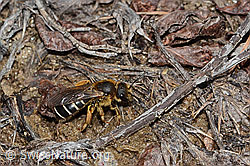 Rotbeinige Furchenbiene (Halictus rubicundus) (C253505) Rotbeinige Furchenbiene (Halictus rubicundus) (C253505)