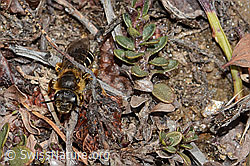 Rotbeinige Furchenbiene (Halictus rubicundus) (C253509) Rotbeinige Furchenbiene (Halictus rubicundus) (C253509)