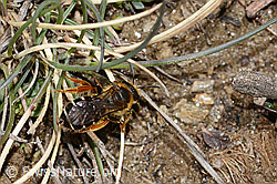 Rotbeinige Furchenbiene (Halictus rubicundus) (C253512) Rotbeinige Furchenbiene (Halictus rubicundus) (C253512)
