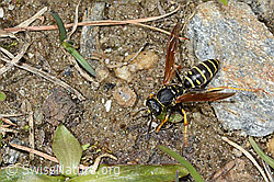 Berg-Feldwespe (Polistes biglumis) (26.05.2023, C253526)
