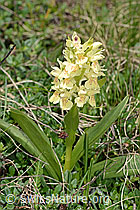 Dactylorhiza sambucina (C253547)