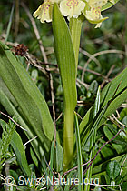 Dactylorhiza sambucina (C253551)