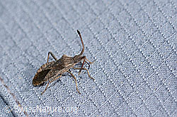 Foto: Coriomeris denticulatus (Randwanze)