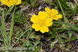 Grauflaumiges Fingerkraut (Potentilla pusilla) (26.05.2023, C253580)