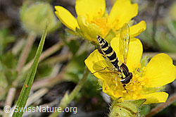 Sphaerophoria scripta on flower (C253630)