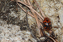 Vierundzwanzigpunkt-Marienkäfer (Subcoccinella vigintiquatuorpunctata) (26.05.2023, C253667)