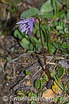 Grosses Alpenglöckchen (Soldanella alpina) (26.05.2023, C253672)
