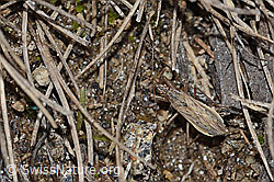Brachenräuber (Nabis pseudoferus) (C253680) Brachenräuber (Nabis pseudoferus) (C253680)