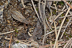 Brachenräuber (Nabis pseudoferus) (C253682) Brachenräuber (Nabis pseudoferus) (C253682)