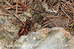 Foto: Ähnliche Wespenbiene (Nomada similis)