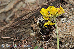 Gebänderte Pelzbiene (Anthophora aestivalis) an Schopfigem Hufeisenklee (Hippocrepis comosa) (C253696) Gebänderte Pelzbiene (Anthophora aestivalis) an Schopfigem Hufeisenklee (Hippocrepis comosa) (C253696)