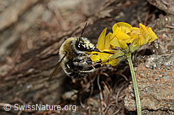 Gebänderte Pelzbiene (Anthophora aestivalis) an Schopfigem Hufeisenklee (Hippocrepis comosa) (C253697) Gebänderte Pelzbiene (Anthophora aestivalis) an Schopfigem Hufeisenklee (Hippocrepis comosa) (C253697)