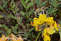 Gebänderte Pelzbiene (Anthophora aestivalis) an Schopfiger Hufeisenklee (Hippocrepis comosa) (C253698) Gebänderte Pelzbiene (Anthophora aestivalis) an Schopfiger Hufeisenklee (Hippocrepis comosa) (C253698)
