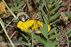 Gebänderte Pelzbiene (Anthophora aestivalis) an Schopfiger Hufeisenklee (Hippocrepis comosa) (C253699) Gebänderte Pelzbiene (Anthophora aestivalis) an Schopfiger Hufeisenklee (Hippocrepis comosa) (C253699)