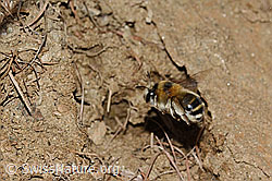 Foto: Gebänderte Pelzbiene (Anthophora aestivalis)