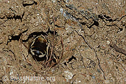 Gebänderte Pelzbiene (Anthophora aestivalis) (C253715)