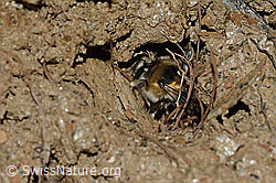 Gebänderte Pelzbiene (Anthophora aestivalis) (C253718)