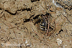 Gebänderte Pelzbiene (Anthophora aestivalis) (C253722)