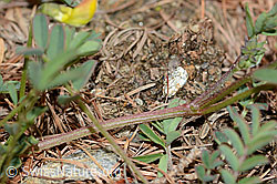 Schopfiger Hufeisenklee (Hippocrepis comosa) (C253740) Schopfiger Hufeisenklee (Hippocrepis comosa) (C253740)